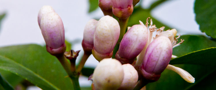 Objective Expert Economists